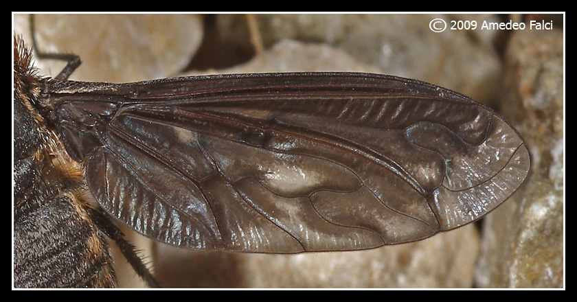 Heteralonia megerlei (Bombyliidae)